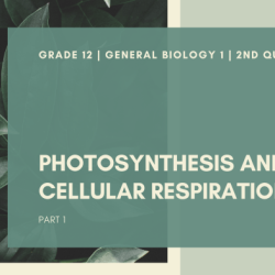 Ap bio photosynthesis pogil answer key