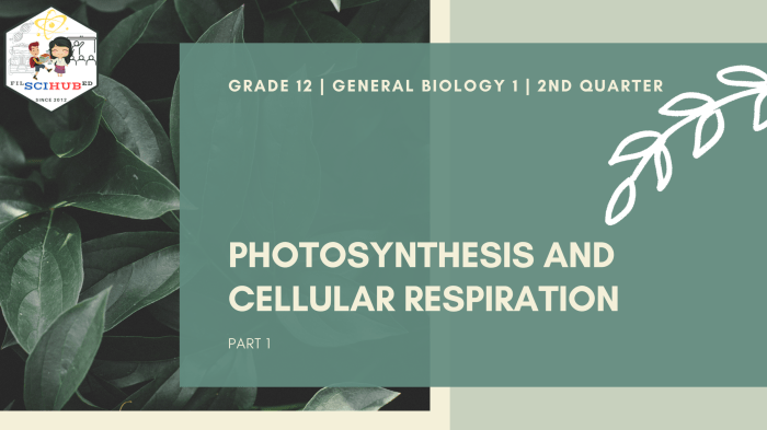 Ap bio photosynthesis pogil answer key