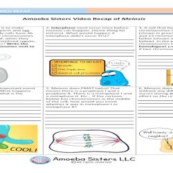 Amoeba sisters mitosis answer key