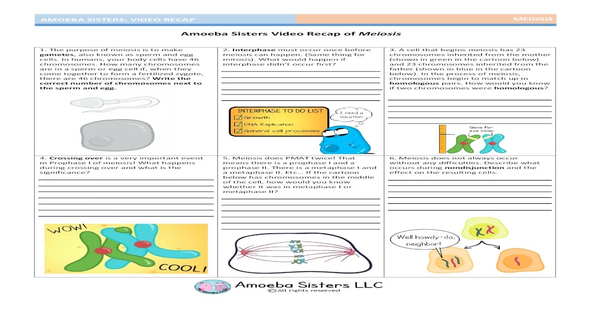 Amoeba sisters mitosis answer key