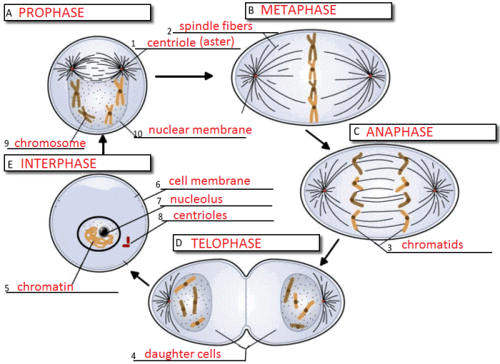 Meiosis worksheet biology corner answer key