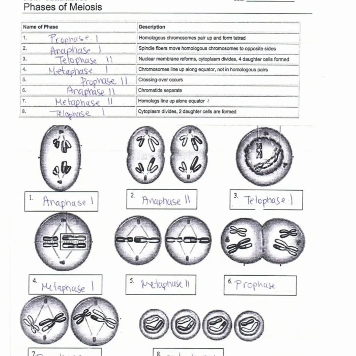 Meiosis worksheet biology corner answer key