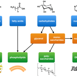 Activity 4.1/5.1 how can you identify organic macromolecules