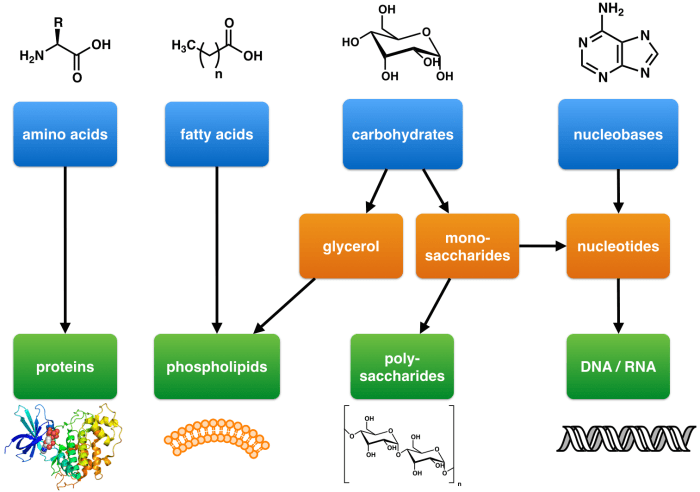 Activity 4.1/5.1 how can you identify organic macromolecules