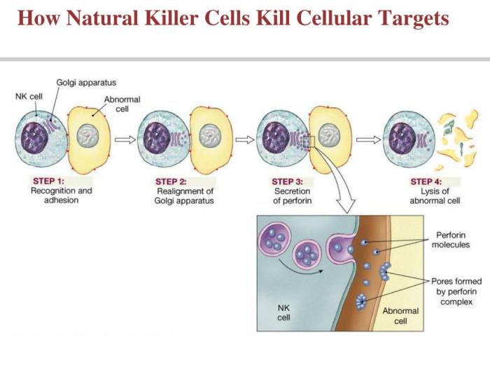 Art-labeling activity how natural killer cells kill cellular targets