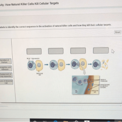 Art-labeling activity how natural killer cells kill cellular targets