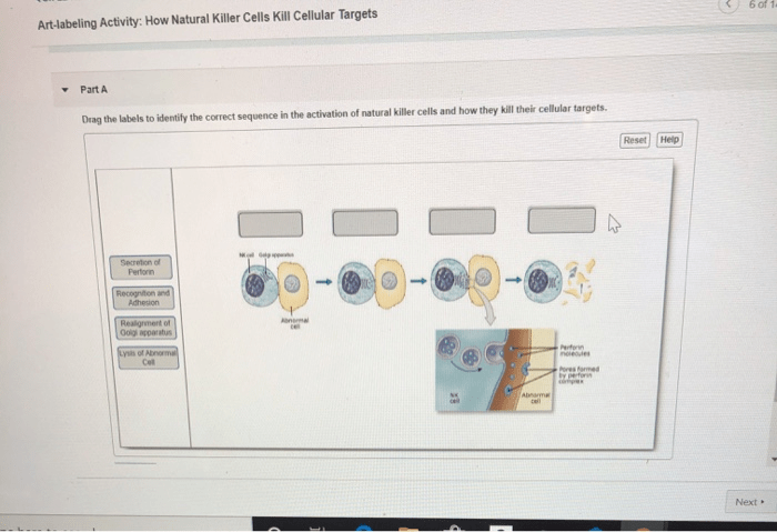 Art-labeling activity how natural killer cells kill cellular targets