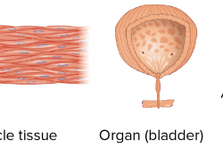 Organs tissues systems review answers answer