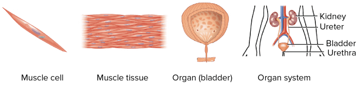 Organs tissues systems review answers answer