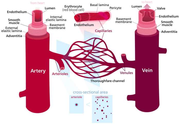 Vasodilation darah salur nitric oxide kumpulan ubat vasodilator animations dilated mengembangkan dysfunction endothelial hypertension acute migraine noted sharealike otherwise unless